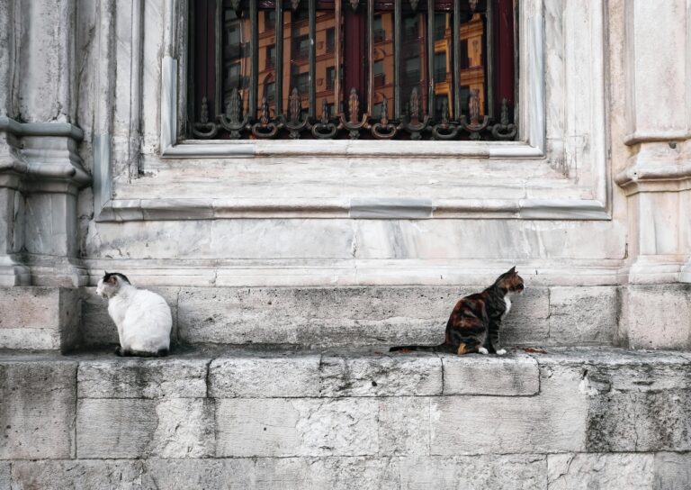 Perché i tuoi gatti non vanno d’accordo