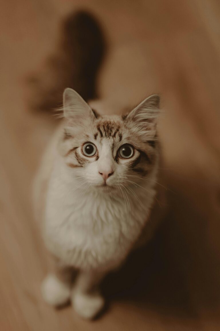 Gestione dello stress nel gatto