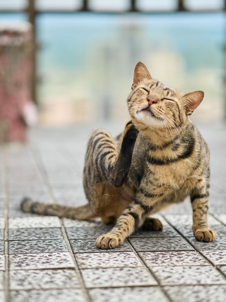 Il tuo gatto si gratta continuamente senza un motivo apparente?