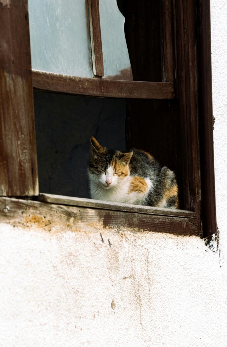 Esiste una relazione tra dolore e ansia nei gatti?