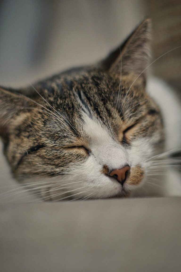 Il benessere del gatto non si misura dal silenzio