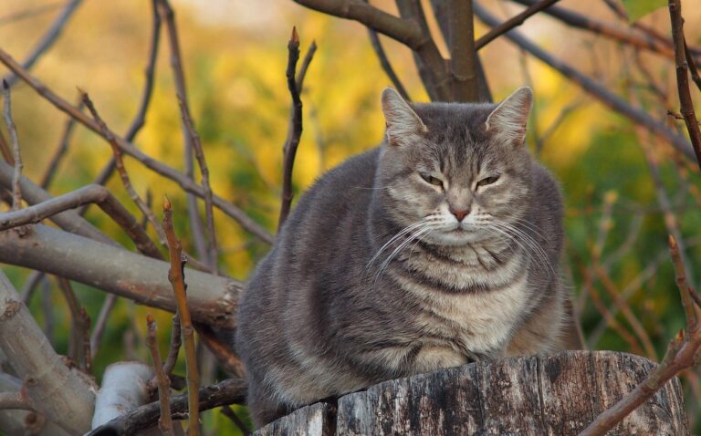 Ansia e obesità nel gatto: perché ha sempre fame?