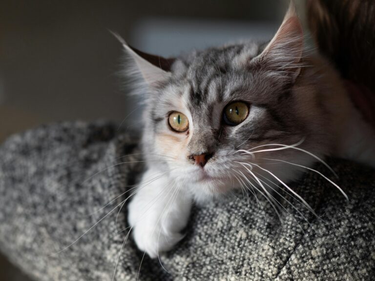 Il ruolo del medico veterinario comportamentalista