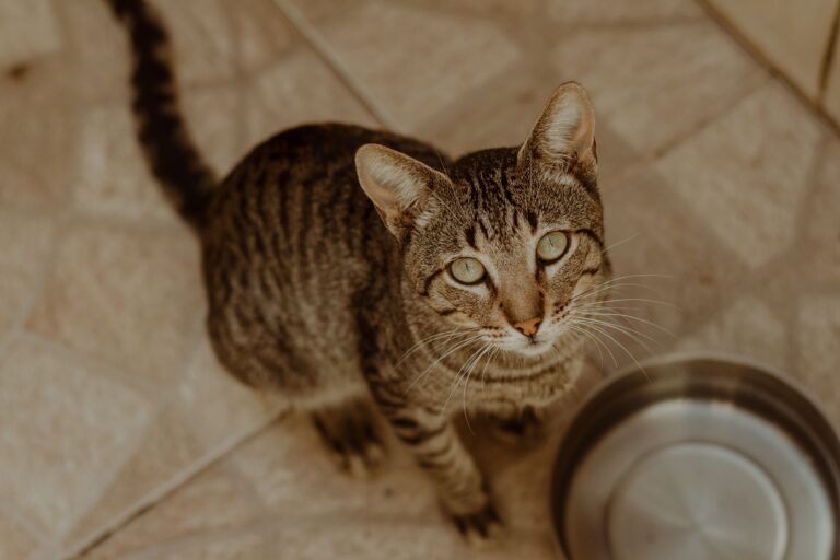 Perché il mio gatto ha sempre fame? Cause e segnali da non sottovalutare