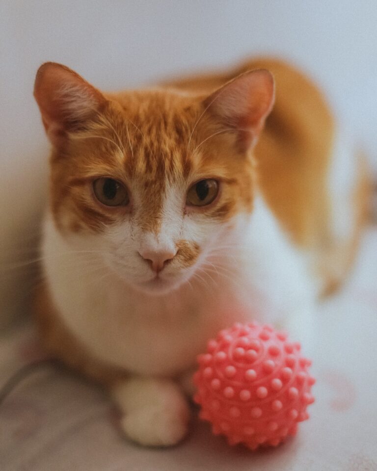 Perché il gatto mangia la plastica?